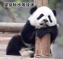 小鹿丢了爆料视频,神秘视频揭露惊人真相! 第3张 小鹿丢了爆料视频,神秘视频揭露惊人真相! 第3张